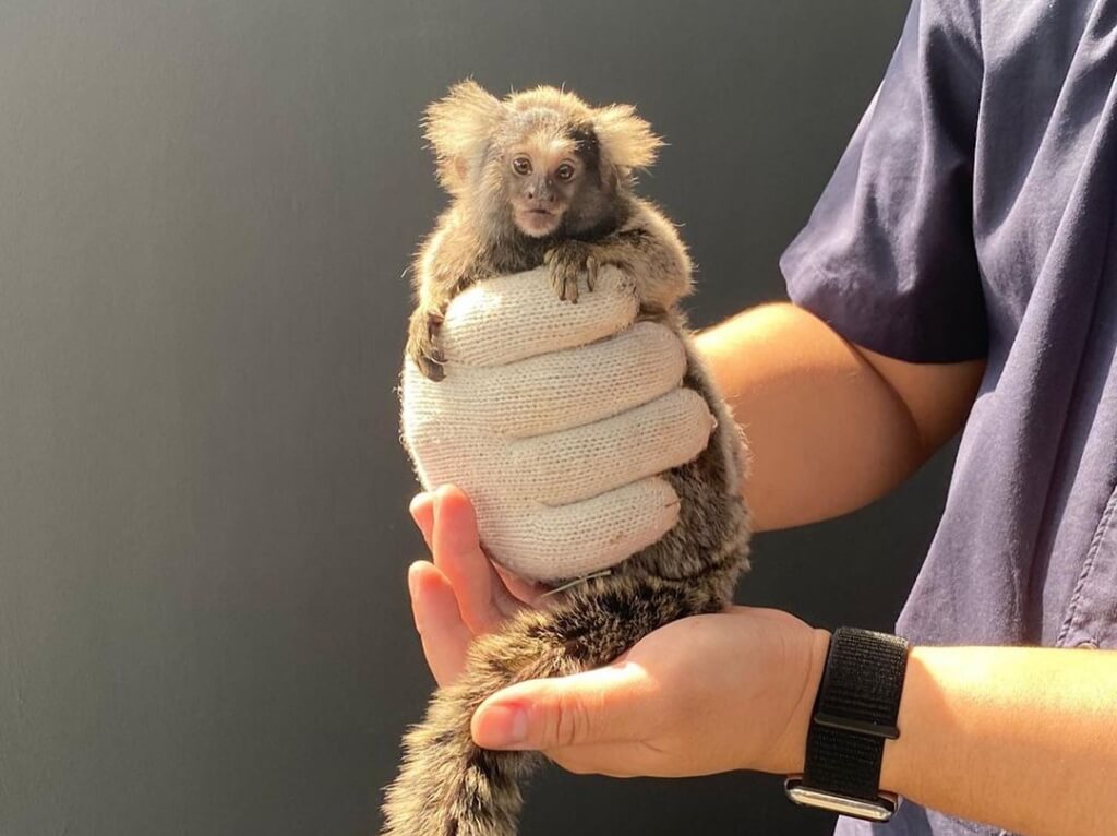 finger marmoset monkey veterinary
