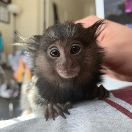 Benny – Adorable Male Pygmy Marmoset