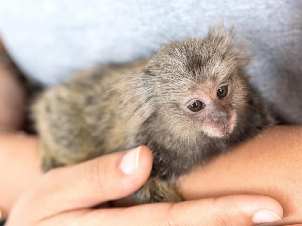 baby marmoset monkey for adoption