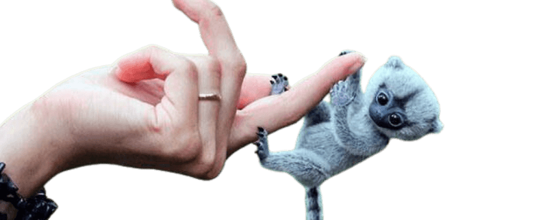 marmoset monkey for sale - finger monkey