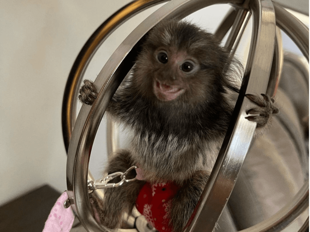 marmoset pet monkey for sale